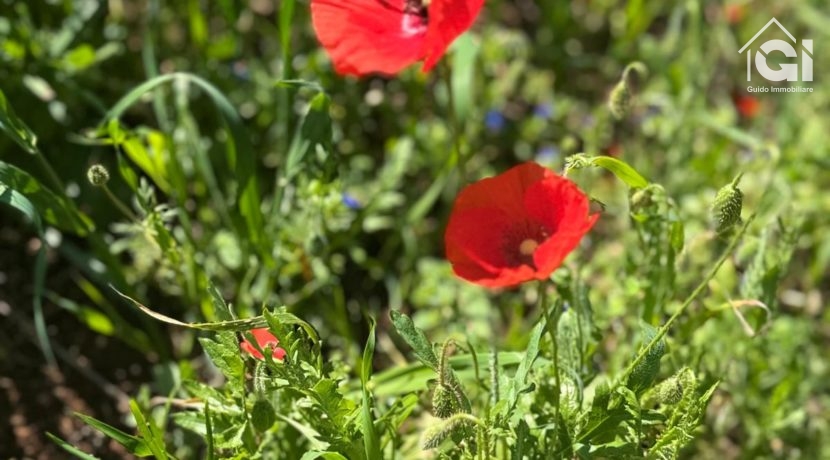 IMG-20250429-WA0025