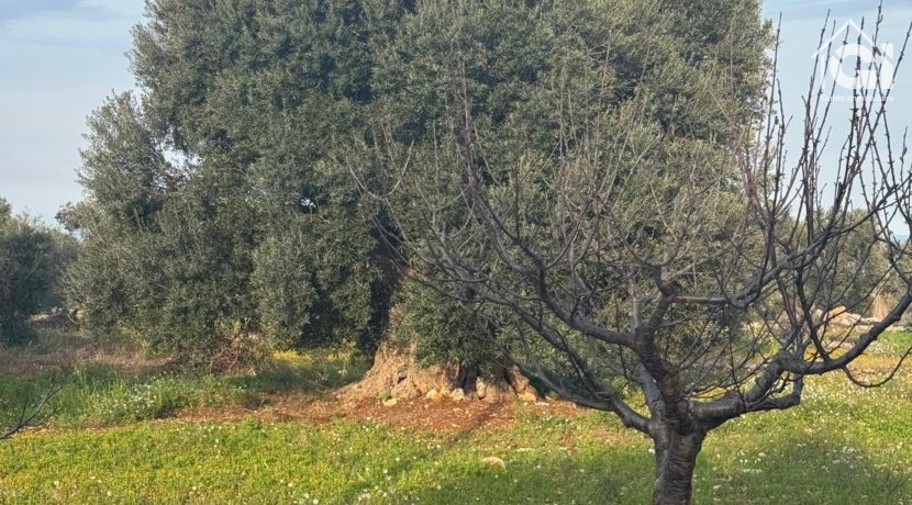 IMG-20250429-WA0055